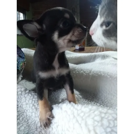 Chihuahua Macho Mini Pelo Corto.