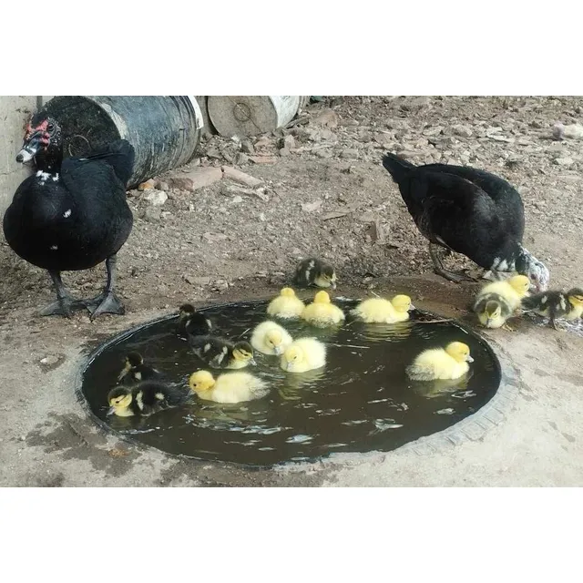Patos Criollos (raza Cairina Moschata) 5$