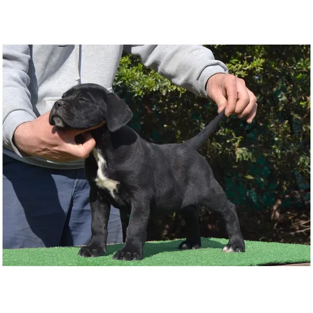 Cachorro Cane Corso - Criadero Bellezza Italiana