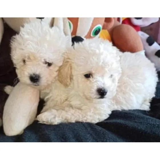 Caniche Toy Tamaño Standar De 50 Días