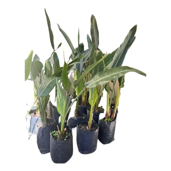 Plantas Strelitzia Reginae Flor Pajaro Ave 7l Naranja