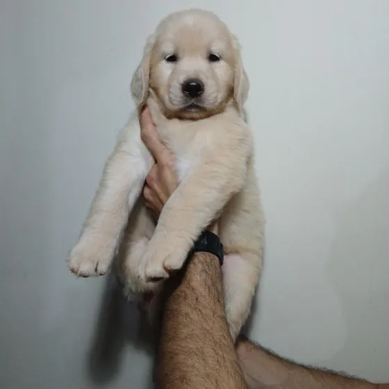 Filhotes De Golden Retriever