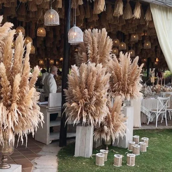 Espigas Pampas Xl Producto 100% Natural  Decoracion Eventos