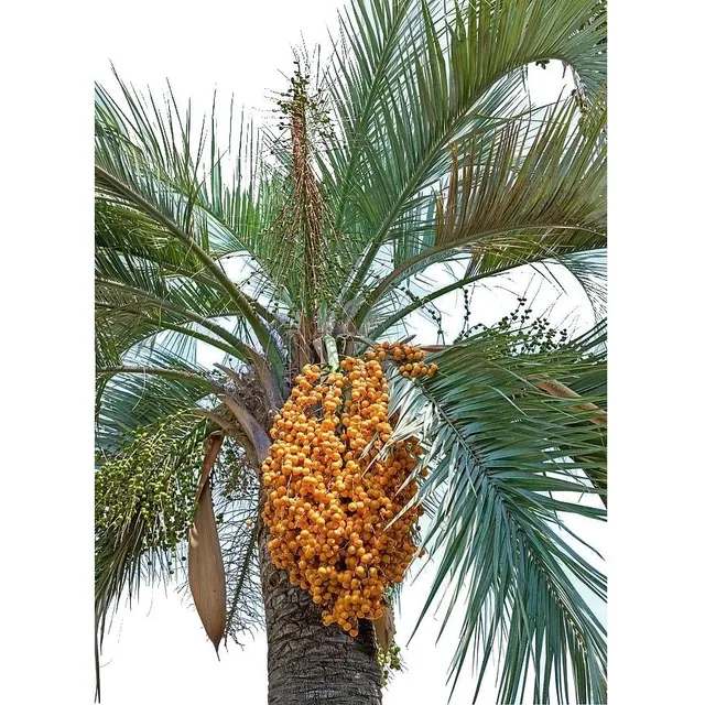 Planta Palmeta Frutal Butia Odorata