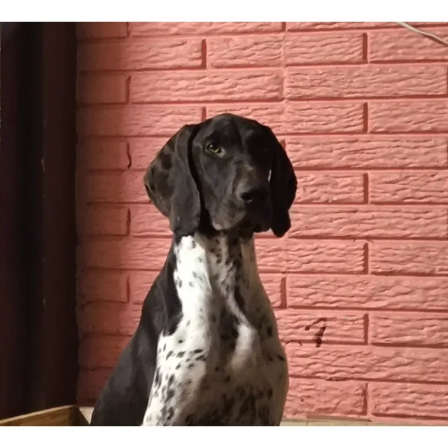 Braco Alemán/pointer Alemán De Pelo Corto. Pedigree Int.