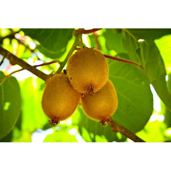 Semillas De Kiwi Para Sembrar Y Hacer Almácigos