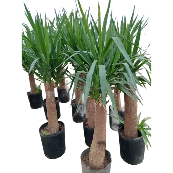 Palmera Yuca Gloriosa Tropical Grande 180cm. E.gratis Amba