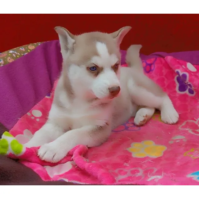 Cachorra Husky Siberiano Hembra Manto Rojo