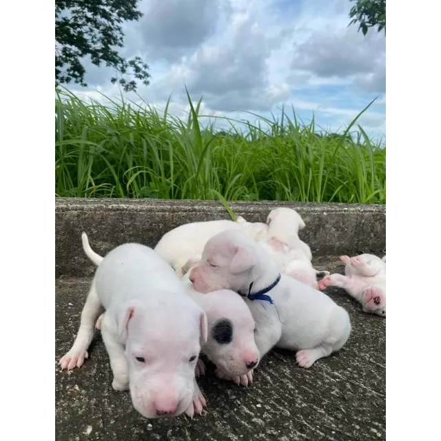 Dogo Argentino Mach@s Excelente Compañero Pelaje Blanco