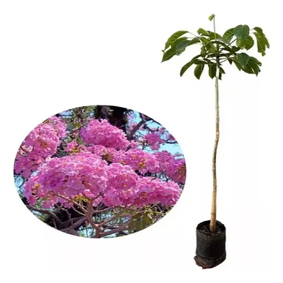 Kit - 4 Mudas  Muda De Ipê Rosa Bola- Prontas Para O Plantio
