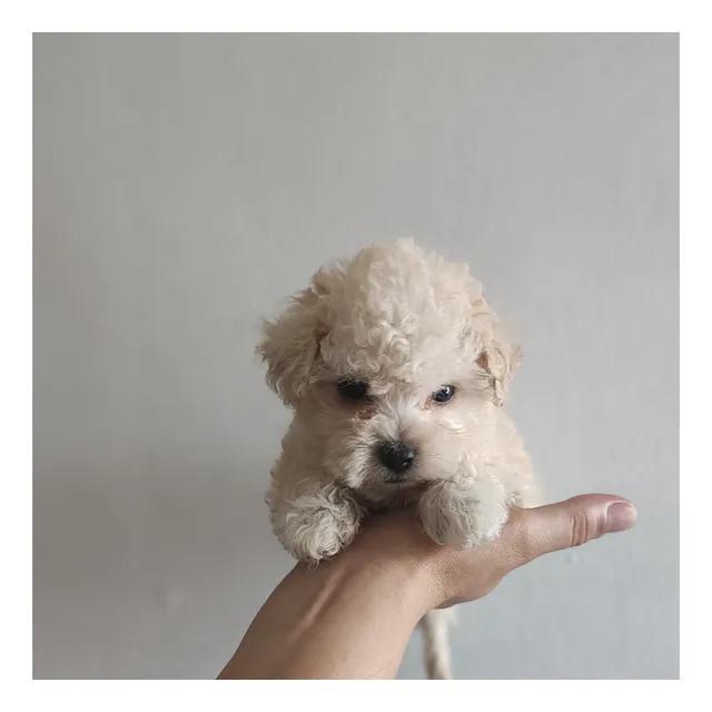 Poodle Microtoy Hembra