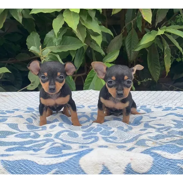 Cachorritos Doberman Pinscher Mini Toy