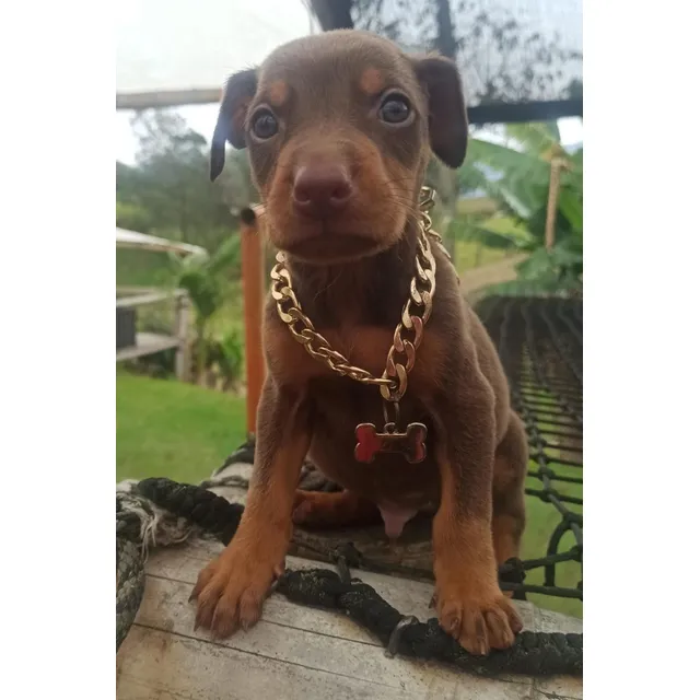 Cachorros Doberman Pura Raza Medellín Animal Pets Colombia 