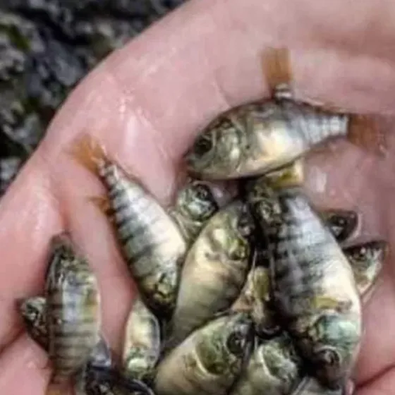 Alevinos De Várias Especies