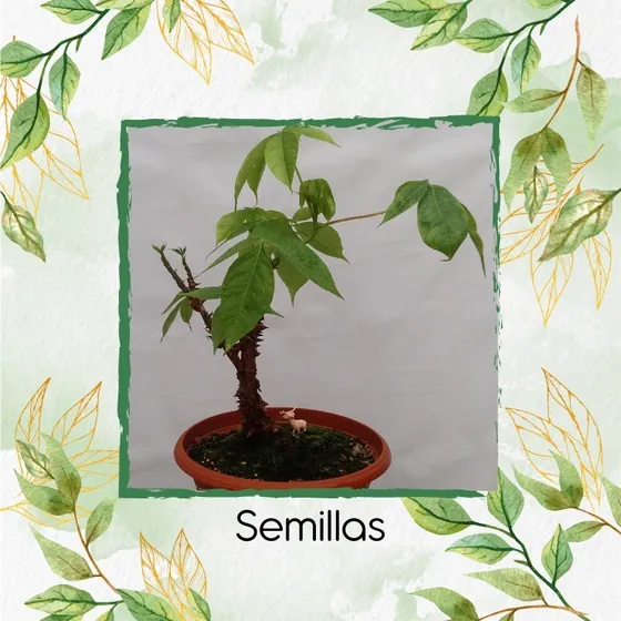 40 Semillas De Bonsái Ceiba Bonga