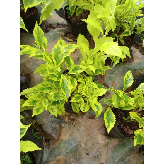 Plantas Ornamentales, Garbancillo Limón 