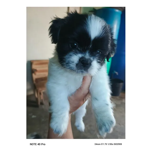 Cachorros Razas Chinas Shitzu