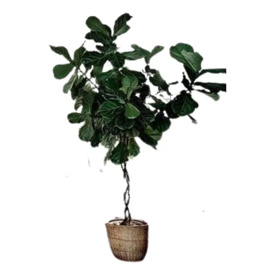 Ficus Pandurata Hermosos 1.40  Altura