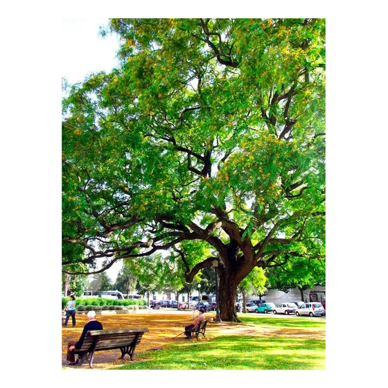 Tipa Tipuana Tipu - Árbol Nativo - De Sombra Hermosas Flores 1.60 A 1.80 Cm