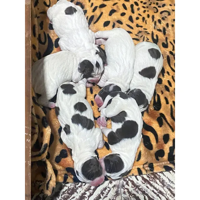 Cachorros Pointer Ingles