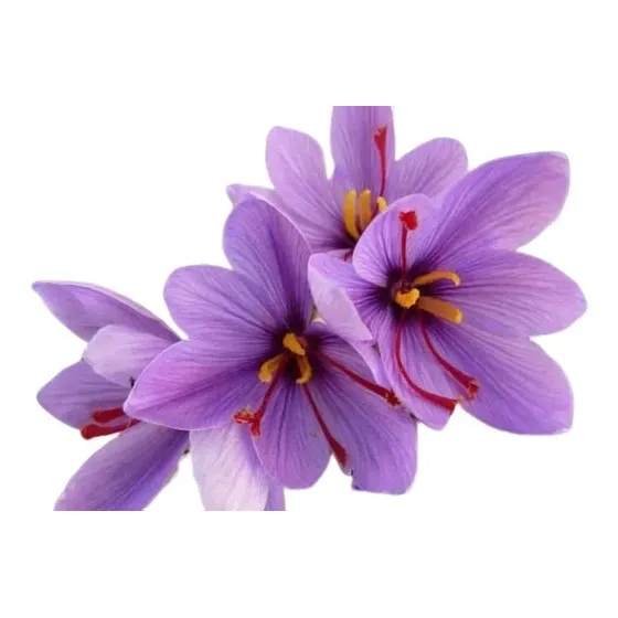30 Sementes De Flor De Açafrão (saffron Crocus) 