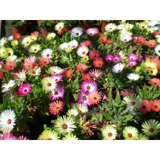Oferta!! 30 Semillas Rayito De Sol, Mix Colores 
