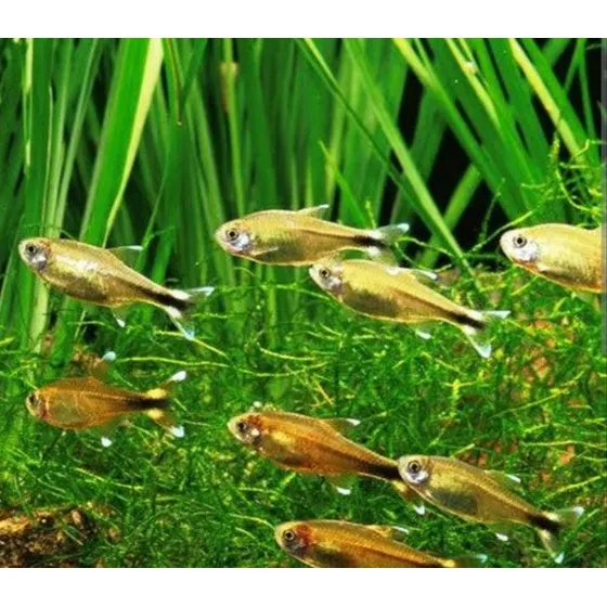  Peixe Tetra  Silvertip/ Cobre (hasemania Nana) Pact C/ 5