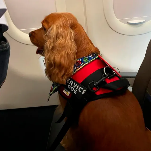 Arnés Para Perro Service Dog - Talla M