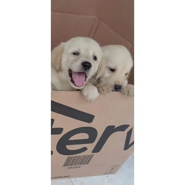 Cachorros Golden Retriever