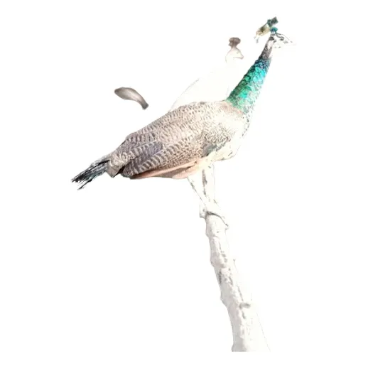 Pavos Reales  ( De La Temporada De 6 Meses En Adelante)