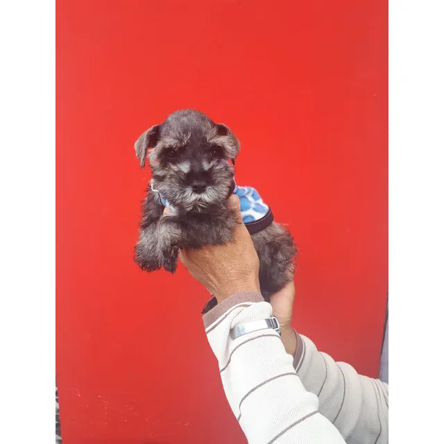 Schnauzer Miniaturas Precio 220