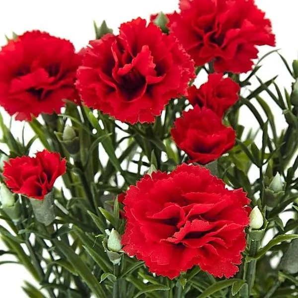 Semillas De Clavel Doble Rojo