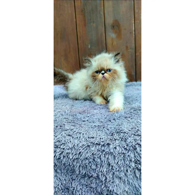 Gato Persa Exotico 