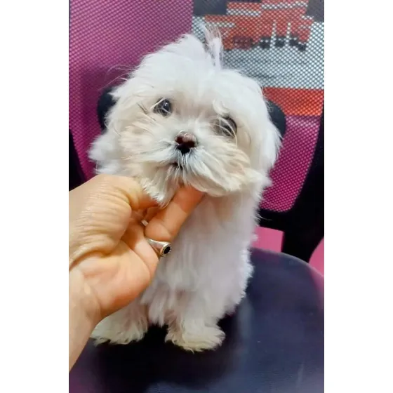 Bichón Maltes 