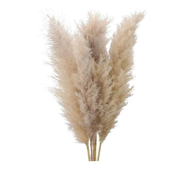 Pampas Secas Naturaleza Muerta Decoración 5 Varas Color Marrón