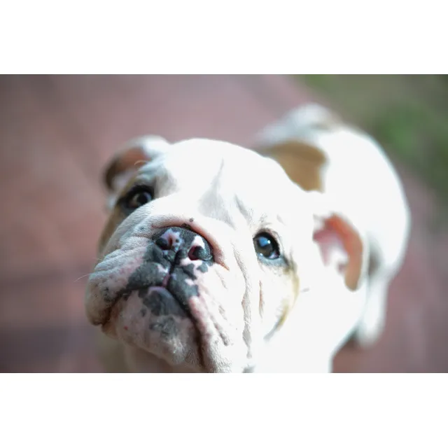 Cachorros De Raza Bulldog Ingles