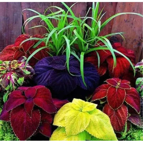 Semillas De Coleus Cretonas Arco Iris - Mix De Colores