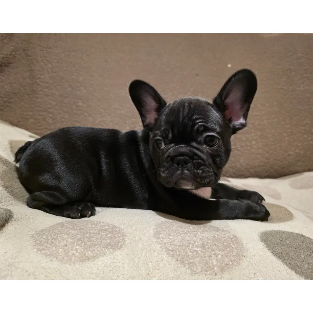 Cachorros Bulldog Frances