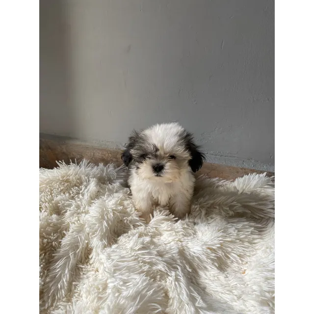 Shih Tzu Disponibles