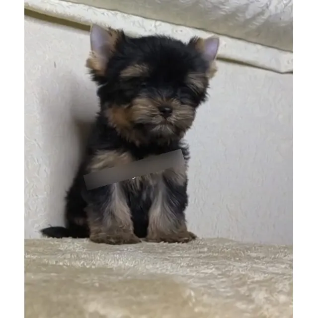 Yorkshire Macho De Pelaje Largo, 2 Meses