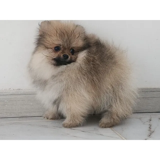 Pomeranias Tipo Osito Lulu