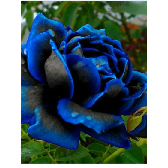 Semillas Rosa Bicolor Azul Negro 30 Semillas 