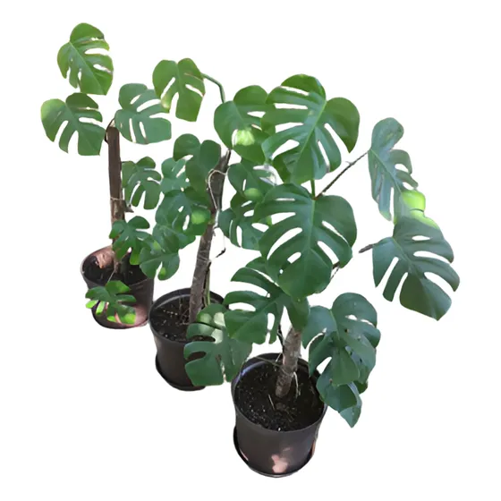 Monstera Deliciosa Planta Sombra Oficina Interior Natural 