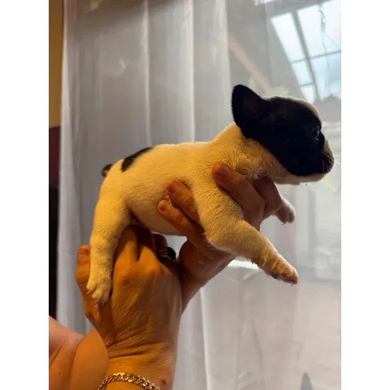 Bulldog Francés