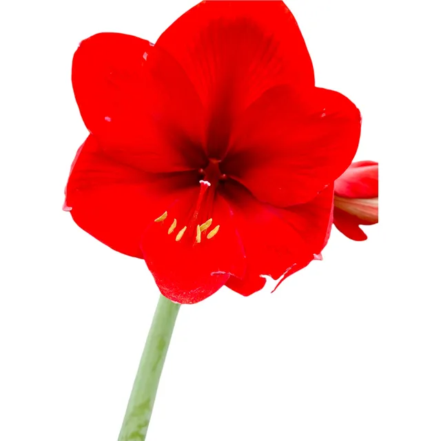 Lirio Amaryllis Grande Rojo Se Vende El Bulbo