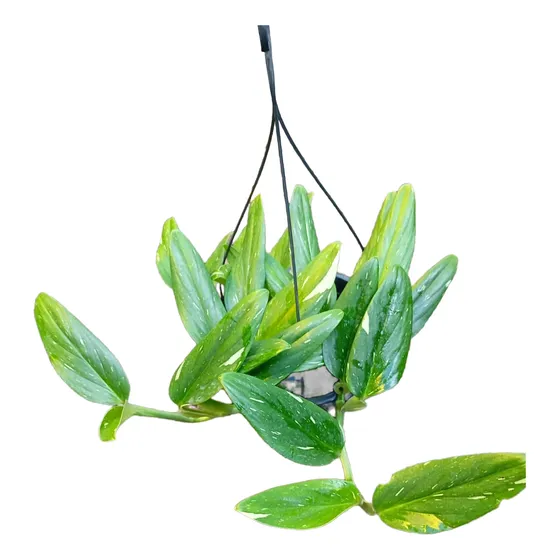 Planta Philodendron Slang (cobra Pendente) Cuia 21 Cm