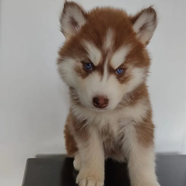 Cachorros Husky Siberiano Pedigrí Vacunados Tienda Física