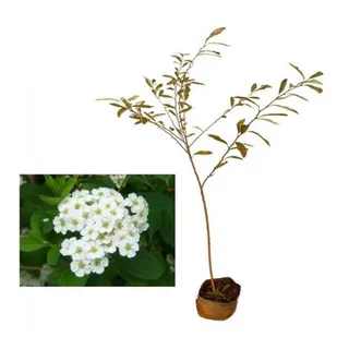 Excelente Muda De BuquĂȘ De Noiva - Spirea Cantoniensis Excelente Muda De BuquĂȘ De Noiva - Spirea Cantoniensis