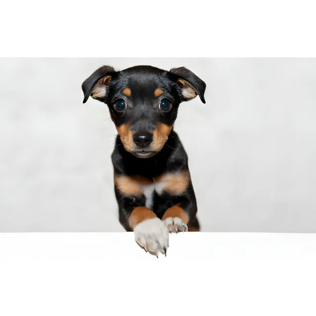 Cachorros Pinscher Miniatura Perros Manizales Cúcuta Ibagué