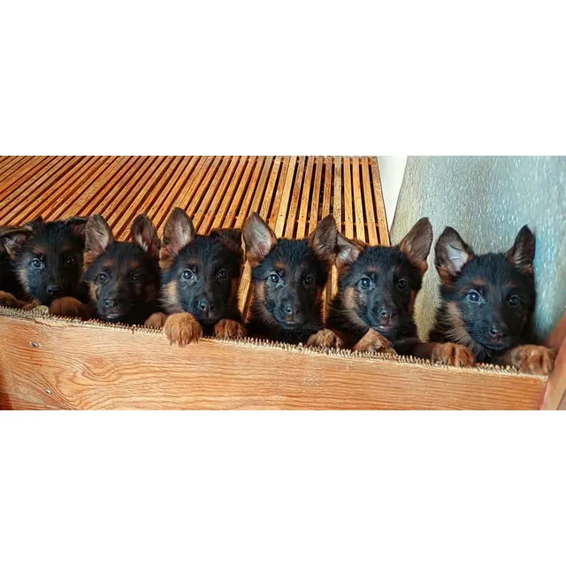 Cachorros Pastor Aleman Pedigree Perros